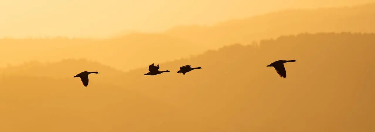 immigration lawyer in Alanya lawyer in alanya